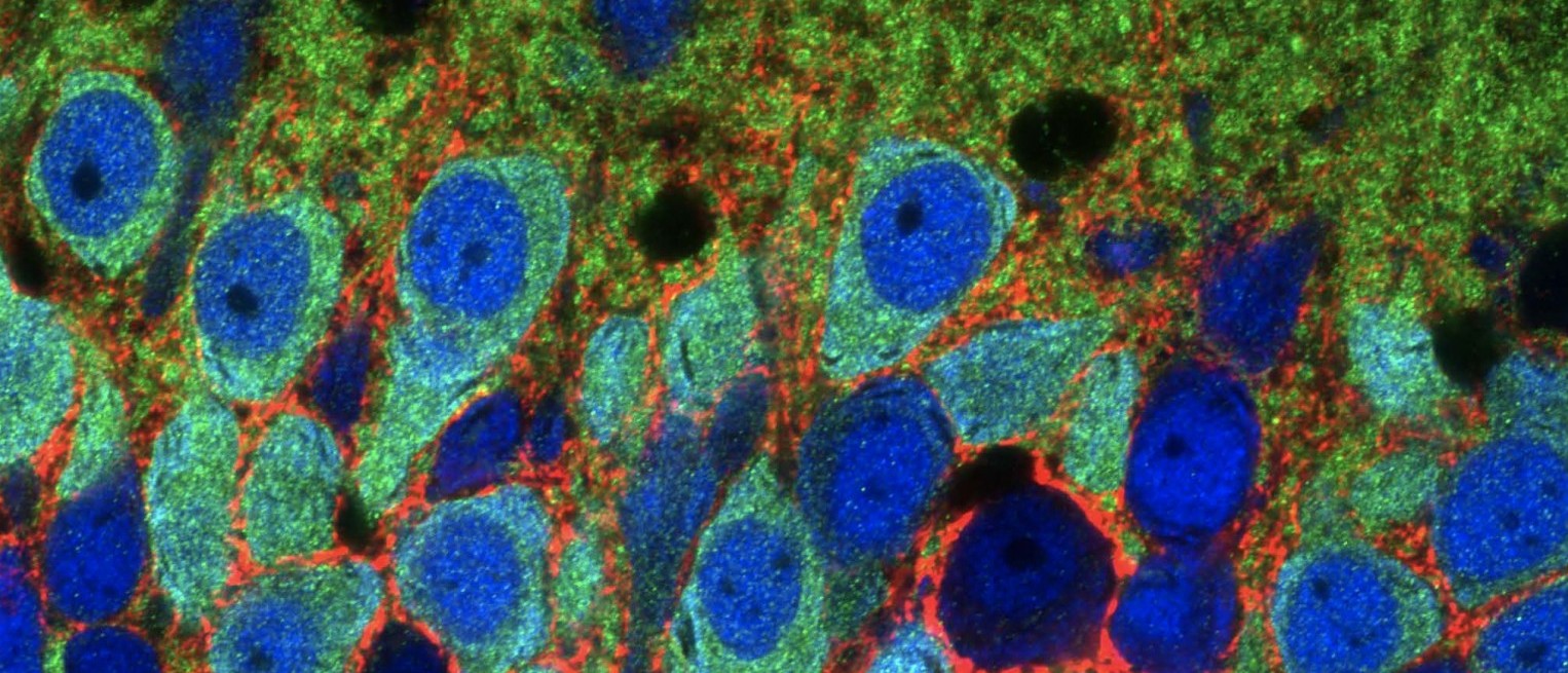 Scientific cell image 