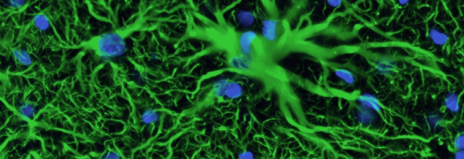 Green Neurons 