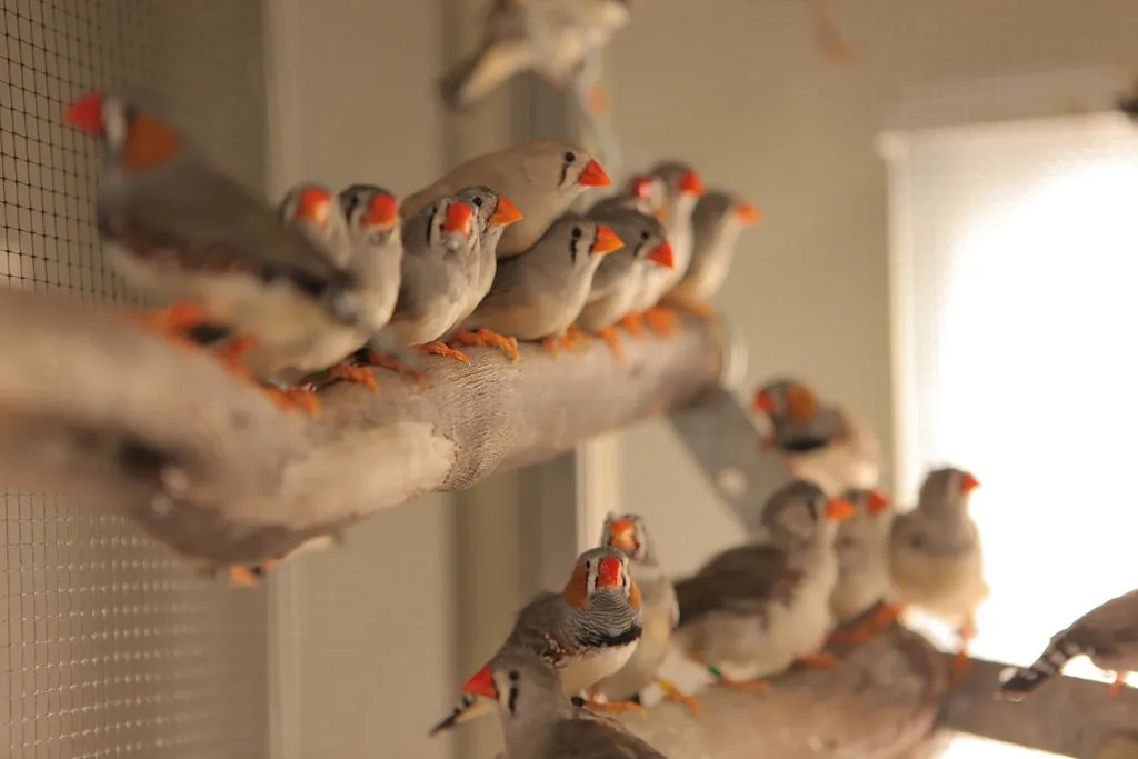 An assortment of zebra finches studied by Sarah Woolley, a neuroscientist at Columbia University. Dr. Woolley found that finches are expert at learning the songs of their fathers for later in life, when it comes time to find a mate.
